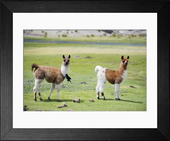 Framed Print : Llama on the high plains, Bolivia, South America Framed Print : Llama on the high plains, Bolivia, South America