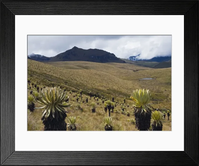 Framed Print : Frailejone plants in Los Nevados National Park, Salento, Colombia, South America Framed Print : Frailejone plants in Los Nevados National Park, Salento, Colombia, South America
