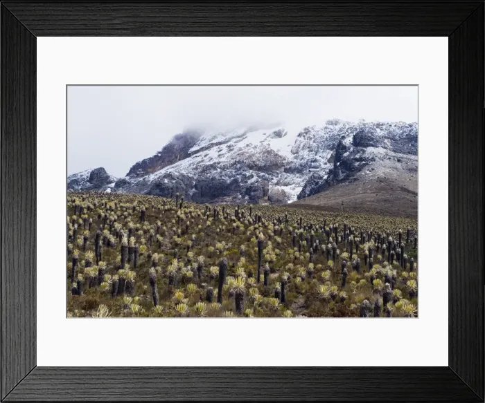 Framed Print : Frailejone plants growing near the glacier in Los Nevados National Park Framed Print : Frailejone plants growing near the glacier in Los Nevados National Park