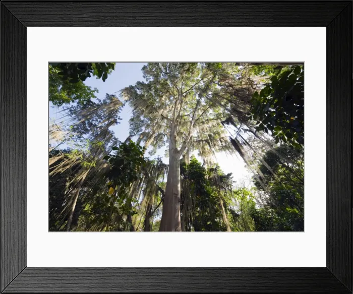 Framed Print : Trees covered with fronds of tillandsia, El Gallineral Park, San Gil, Colombia Framed Print : Trees covered with fronds of tillandsia, El Gallineral Park, San Gil, Colombia