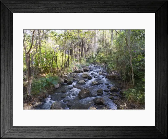Framed Print : Trees covered with fronds of tillandsia, El Gallineral Park, San Gil, Colombia Framed Print : Trees covered with fronds of tillandsia, El Gallineral Park, San Gil, Colombia