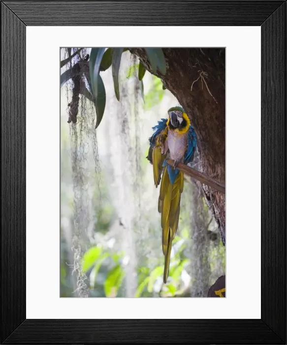 Framed Print : Blue macaw, El Gallineral Park, San Gil, Colombia, South America Framed Print : Blue macaw, El Gallineral Park, San Gil, Colombia, South America