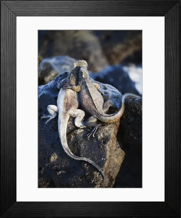 Framed Print : Marine Iguana (Amblyrhynchus cristatus), Turtle Bay, Isla Santa Cruz, Galapagos Islands Framed Print : Marine Iguana (Amblyrhynchus cristatus), Turtle Bay, Isla Santa Cruz, Galapagos Islands