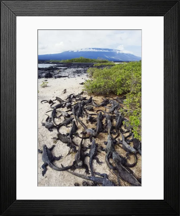 Framed Print : Marine iguanas (Amblyrhynchus cristatus), Isla Isabela, Galapagos Islands Framed Print : Marine iguanas (Amblyrhynchus cristatus), Isla Isabela, Galapagos Islands