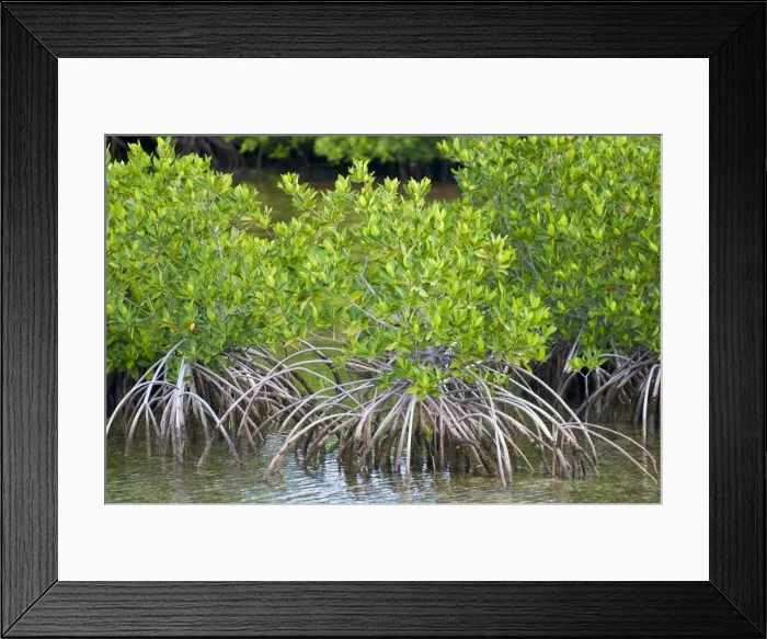 Framed Print : Mangrove forest in Buena Vista UNESCO Biosphere Reserve, Buena Vista Bay Framed Print : Mangrove forest in Buena Vista UNESCO Biosphere Reserve, Buena Vista Bay