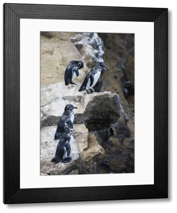Framed Print : Galapagos penguins (Spheniscus mendiculus), Isla Isabela, Galapagos Islands Framed Print : Galapagos penguins (Spheniscus mendiculus), Isla Isabela, Galapagos Islands