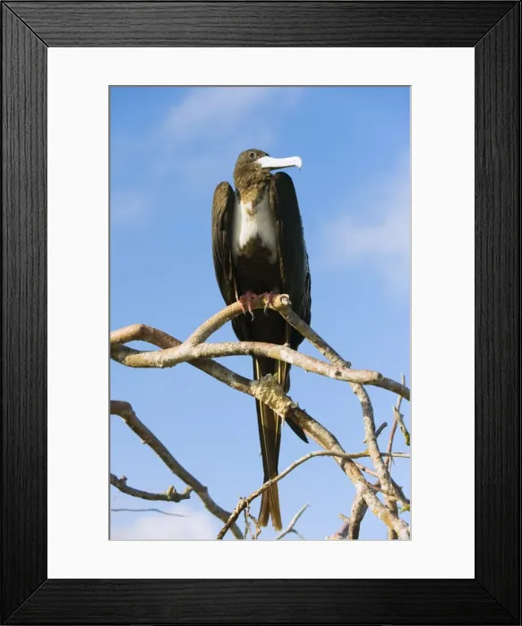 Framed Print : Great frigate bird (Frigata minor), Isla Genovesa, Galapagos Islands, UNESCO World Heritage Site Framed Print : Great frigate bird (Frigata minor), Isla Genovesa, Galapagos Islands, UNESCO World Heritage Site