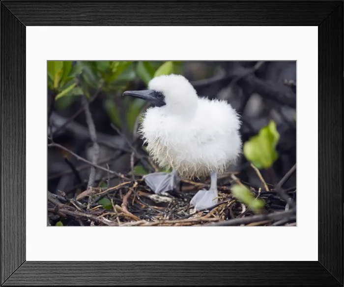 Framed Print : Red footed booby chick (Sula sula), Isla Genovesa, Galapagos Islands, UNESCO World Heritage Site Framed Print : Red footed booby chick (Sula sula), Isla Genovesa, Galapagos Islands, UNESCO World Heritage Site