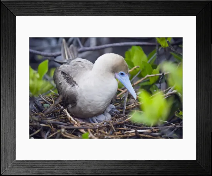 Framed Print : Red footed booby and chick, Isla Genovesa, Galapagos Islands, UNESCO World Heritage Site Framed Print : Red footed booby and chick, Isla Genovesa, Galapagos Islands, UNESCO World Heritage Site