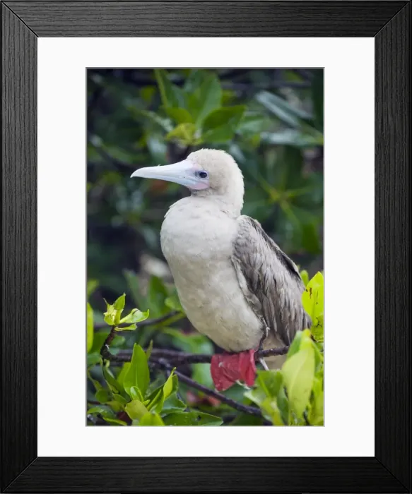Framed Print : Red footed booby (Sula sula), Isla Genovesa, Galapagos Islands, UNESCO World Heritage Site Framed Print : Red footed booby (Sula sula), Isla Genovesa, Galapagos Islands, UNESCO World Heritage Site