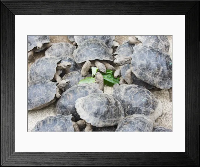 Framed Print : Geochelone elephantopus vandenburghi, Giant Tortoise Breeding Centre, Puerto Villamil Framed Print : Geochelone elephantopus vandenburghi, Giant Tortoise Breeding Centre, Puerto Villamil