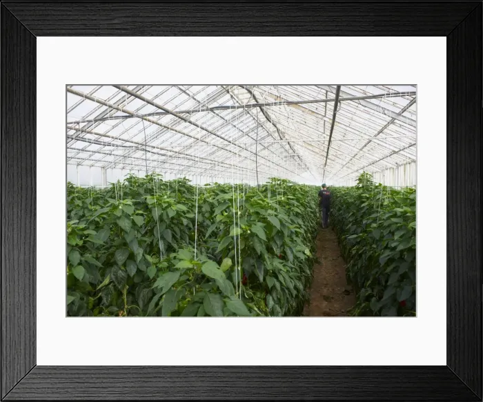 Framed Print : Red peppers in greenhouse, Hveragerdi, Iceland, Polar Regions Framed Print : Red peppers in greenhouse, Hveragerdi, Iceland, Polar Regions