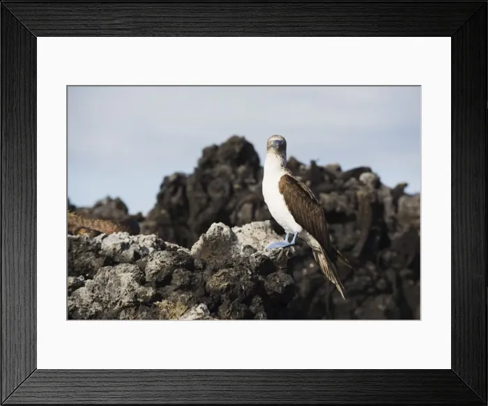 Framed Print : Blue footed boobies (Sula nebouxi), The Tintoreras, Isla Isabela, Galapagos Islands Framed Print : Blue footed boobies (Sula nebouxi), The Tintoreras, Isla Isabela, Galapagos Islands