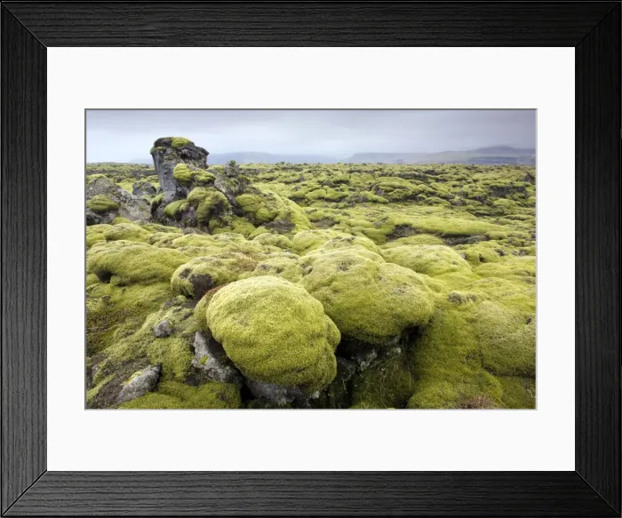 Framed Print : Lava field covered in green moss, South Iceland, Iceland, Polar Regions Framed Print : Lava field covered in green moss, South Iceland, Iceland, Polar Regions