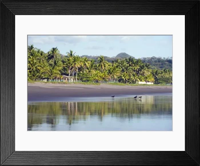 Framed Print : Vultures on the beach at Playa Sihuapilapa, Pacific Coast, El Salvador, Central America Framed Print : Vultures on the beach at Playa Sihuapilapa, Pacific Coast, El Salvador, Central America
