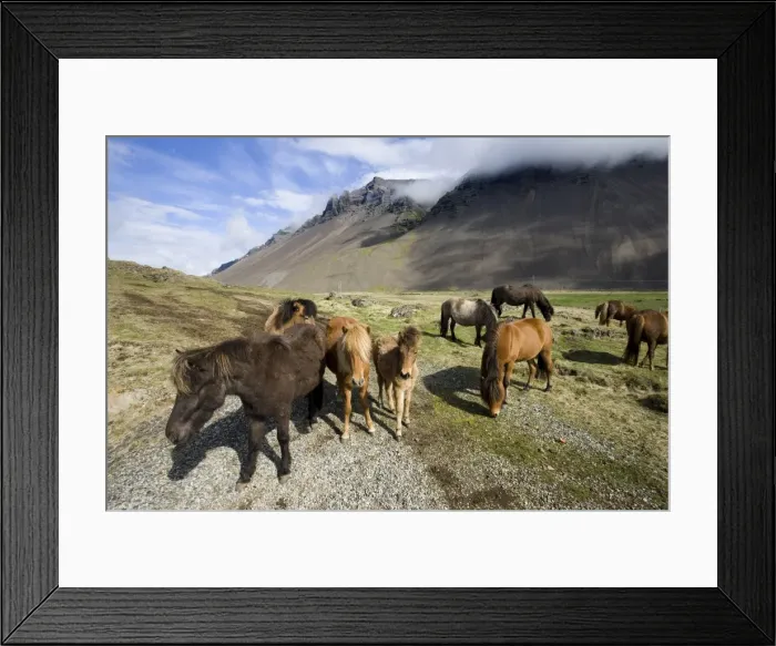 Framed Print : Icelandic horses with volcanic mountains in the distance, South Iceland Framed Print : Icelandic horses with volcanic mountains in the distance, South Iceland