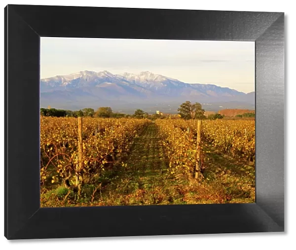 Vineyards and Canigou mountain, Languedoc Roussillon, France, Europe