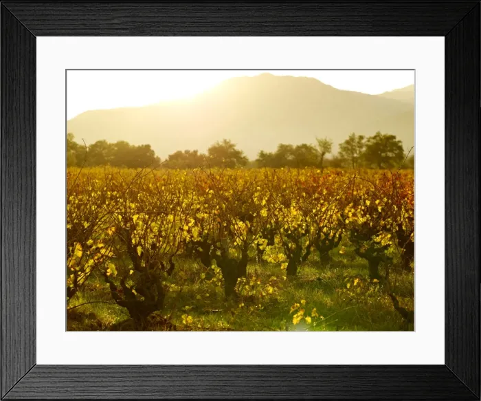 Framed Print : Vineyards, Languedoc Roussillon, France, Europe Framed Print : Vineyards, Languedoc Roussillon, France, Europe