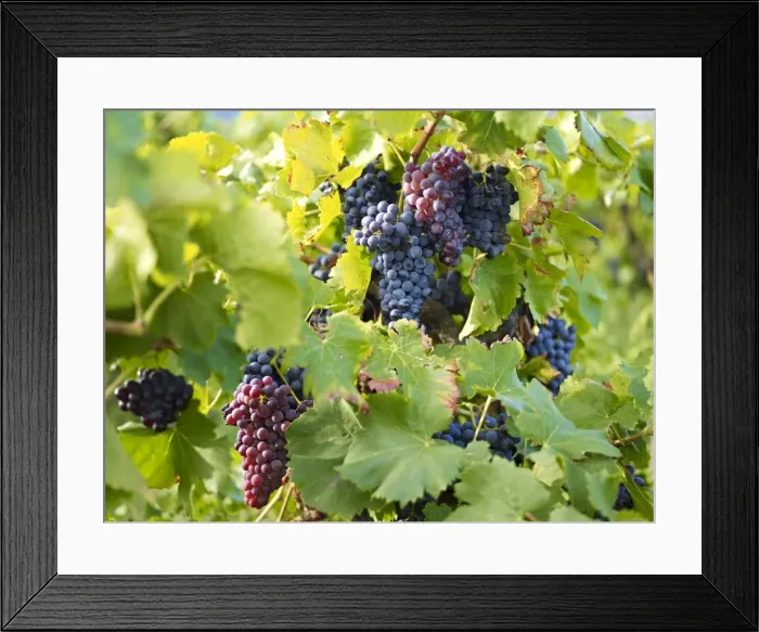 Framed Print : Grapes on vines, Languedoc Roussillon, France, Europe Framed Print : Grapes on vines, Languedoc Roussillon, France, Europe