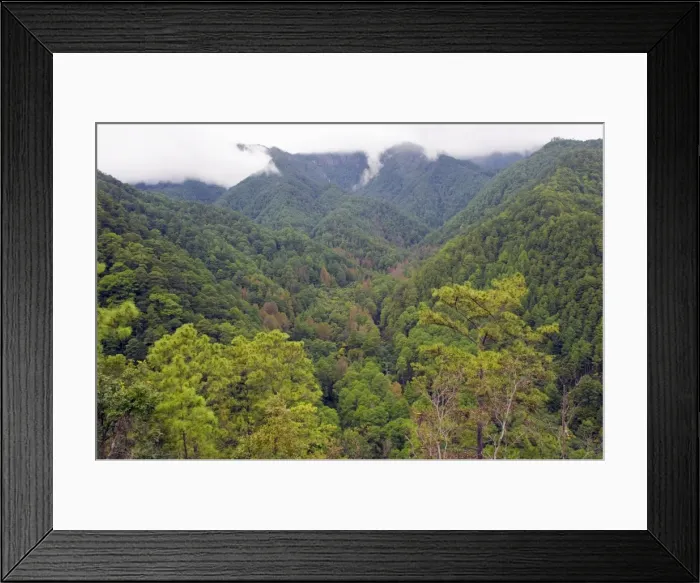 Framed Print : Rain forest of Parque Nacional Montana de Celaque, Gracias, Honduras, Central America Framed Print : Rain forest of Parque Nacional Montana de Celaque, Gracias, Honduras, Central America