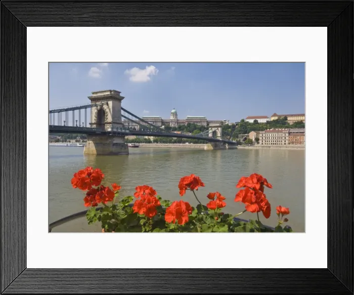 Framed Print : Red geraniums and the Chain Bridge (Szechenyi Lanchid) over the River Danube Framed Print : Red geraniums and the Chain Bridge (Szechenyi Lanchid) over the River Danube