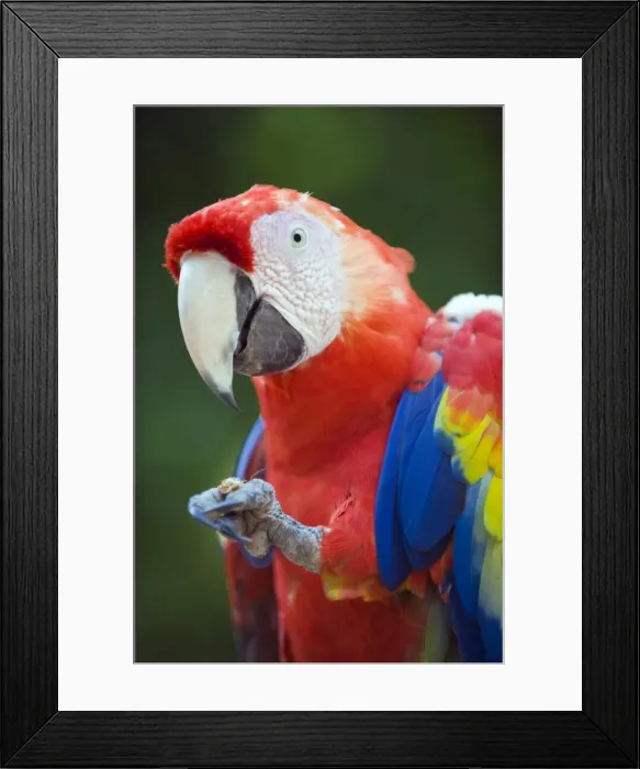 Framed Print : Macaw at Copan Ruins, Honduras, Central America Framed Print : Macaw at Copan Ruins, Honduras, Central America