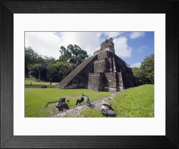 Framed Print : Turkeys at a pyramid in the Mayan ruins of Tikal, UNESCO World Heritage Site Framed Print : Turkeys at a pyramid in the Mayan ruins of Tikal, UNESCO World Heritage Site