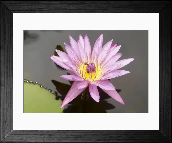 Framed Print : Lotus flower, Balata Garden, Martinique, French Overseas Department, Windward Islands Framed Print : Lotus flower, Balata Garden, Martinique, French Overseas Department, Windward Islands