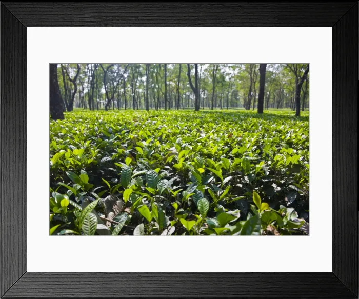 Framed Print : Assam, Northeast India, India, Asia Framed Print : Assam, Northeast India, India, Asia