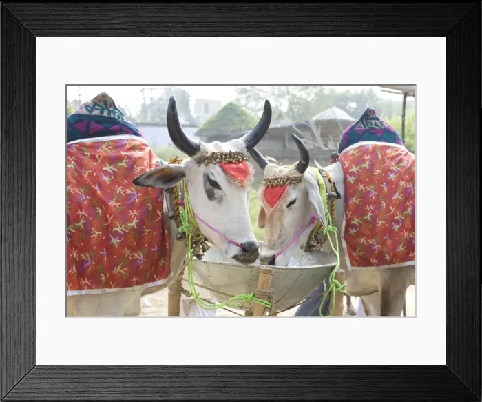 Framed Print : Two white cows, decorated with cloth and bells, for sale at the annual Sonepur Cattle Fair near Patna, Bihar Framed Print : Two white cows, decorated with cloth and bells, for sale at the annual Sonepur Cattle Fair near Patna, Bihar