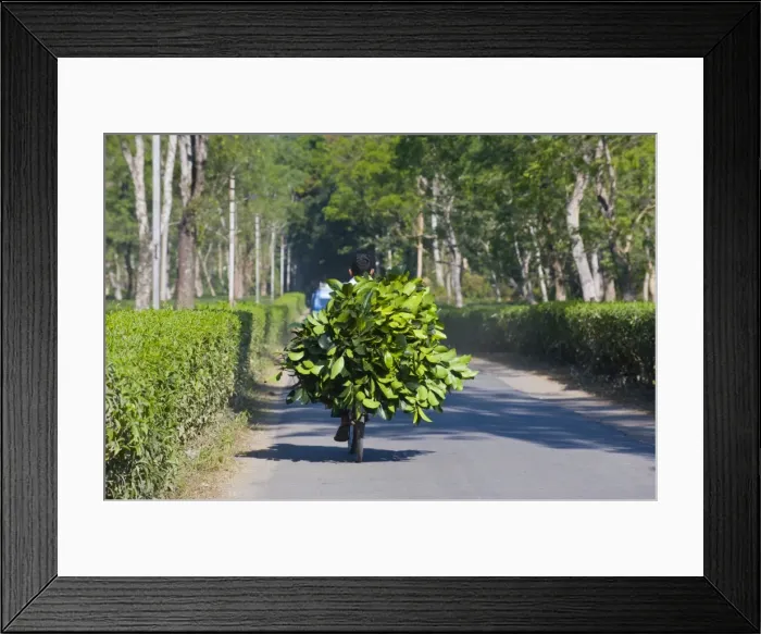 Framed Print : Worker brings tea on his bicycle back home, Assam, India, Asia Framed Print : Worker brings tea on his bicycle back home, Assam, India, Asia