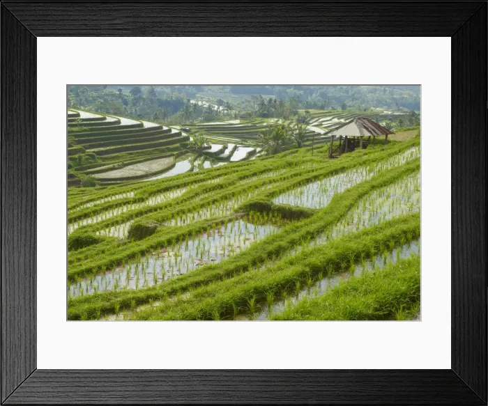 Framed Print : Rice fields, Bali Island, Indonesia, Southeast Asia, Asia Framed Print : Rice fields, Bali Island, Indonesia, Southeast Asia, Asia
