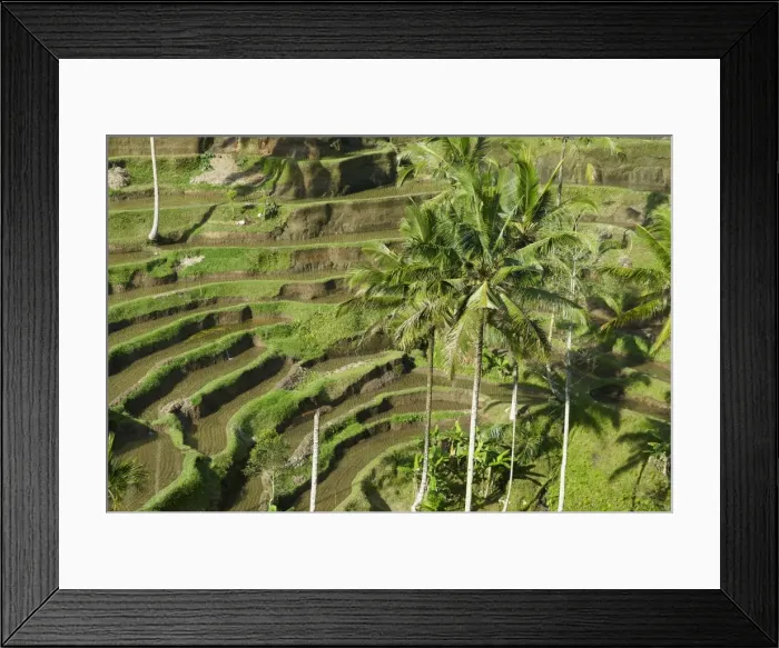 Framed Print : Rice terraces, Bali Island, Indonesia, Southeast Asia, Asia Framed Print : Rice terraces, Bali Island, Indonesia, Southeast Asia, Asia