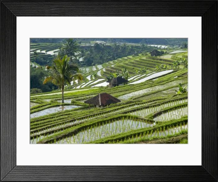 Framed Print : Rice terraces, Bali, Indonesia, Southeast Asia, Asia Framed Print : Rice terraces, Bali, Indonesia, Southeast Asia, Asia