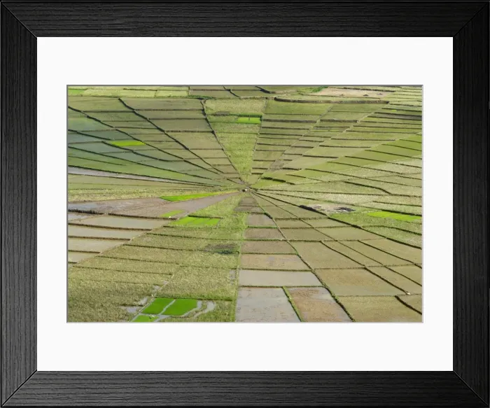 Framed Print : Rice field in spiders web shape, Region of Ruteng, Flores Island, Indonesia Framed Print : Rice field in spiders web shape, Region of Ruteng, Flores Island, Indonesia