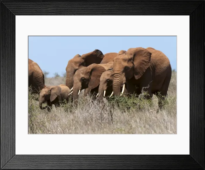 Framed Print : Elephants (Loxodonta africana), Lualenyi Game Reserve, Kenya, East Africa, Africa Framed Print : Elephants (Loxodonta africana), Lualenyi Game Reserve, Kenya, East Africa, Africa