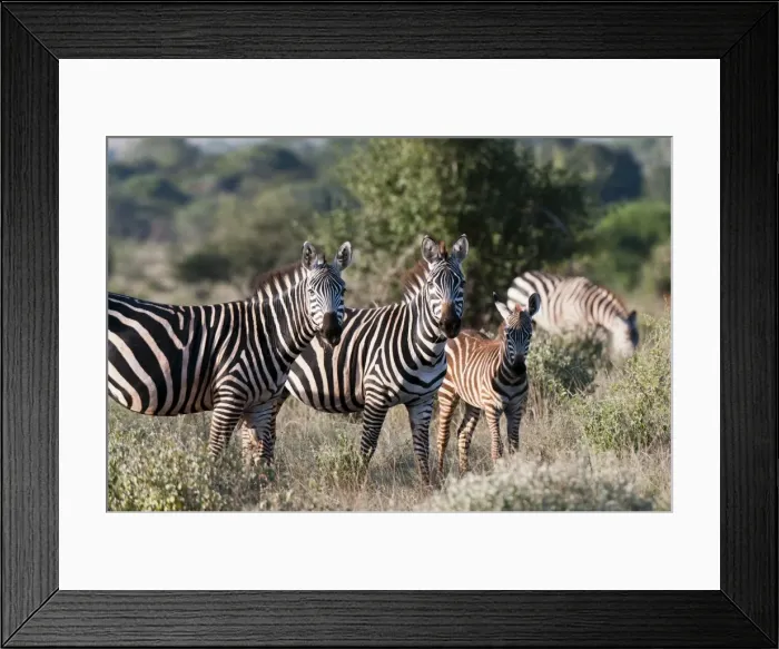 Framed Print : Grants zebra (Equus quagga boehmi), Lualenyi Game Reserve, Kenya, East Africa Framed Print : Grants zebra (Equus quagga boehmi), Lualenyi Game Reserve, Kenya, East Africa