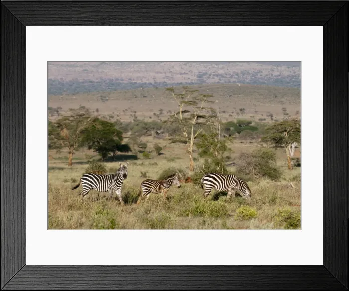 Framed Print : Grants zebra (Equus quagga boehmi), Lualenyi Game Reserve, Kenya, East Africa Framed Print : Grants zebra (Equus quagga boehmi), Lualenyi Game Reserve, Kenya, East Africa