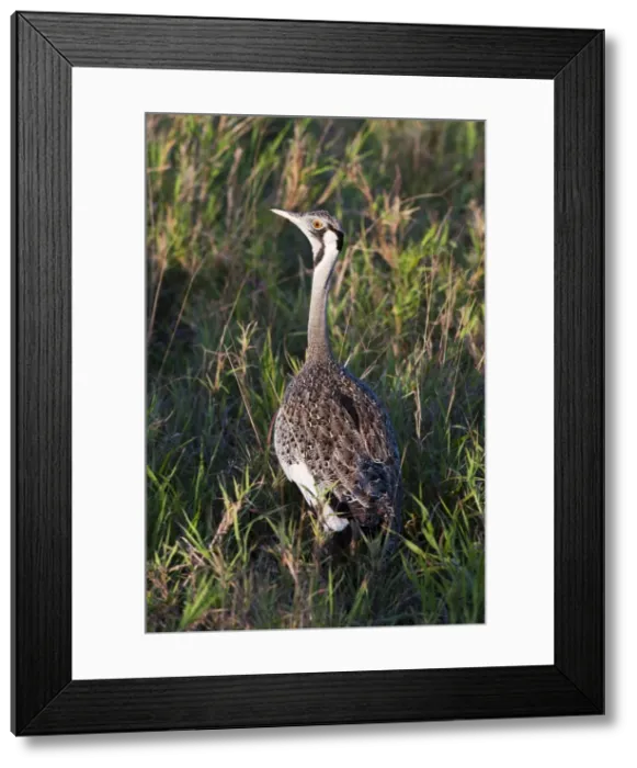 Framed Print : Black-bellied bustard (Lissotis melanogaster), Lualenyi Game Reserve, Kenya Framed Print : Black-bellied bustard (Lissotis melanogaster), Lualenyi Game Reserve, Kenya