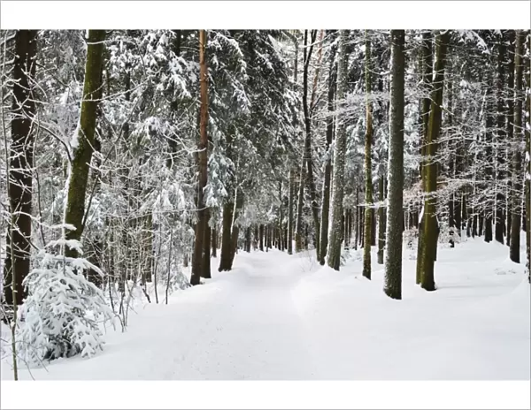 Winter landscape, near Koenigsfeld, Black Forest, Baden-Wutttemberg, Germany, Europe
