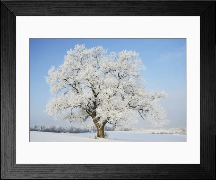 Framed Print : Oak tree, near Villingen-Schwenningen, Black Forest-Baar (Schwarzwald-Baar) district Framed Print : Oak tree, near Villingen-Schwenningen, Black Forest-Baar (Schwarzwald-Baar) district