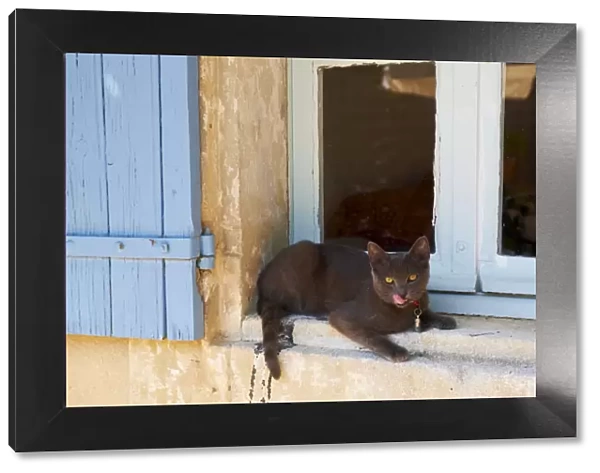 Cat Chartreux, Saignon village, Luberon, Vaucluse, Provence, France, Europe