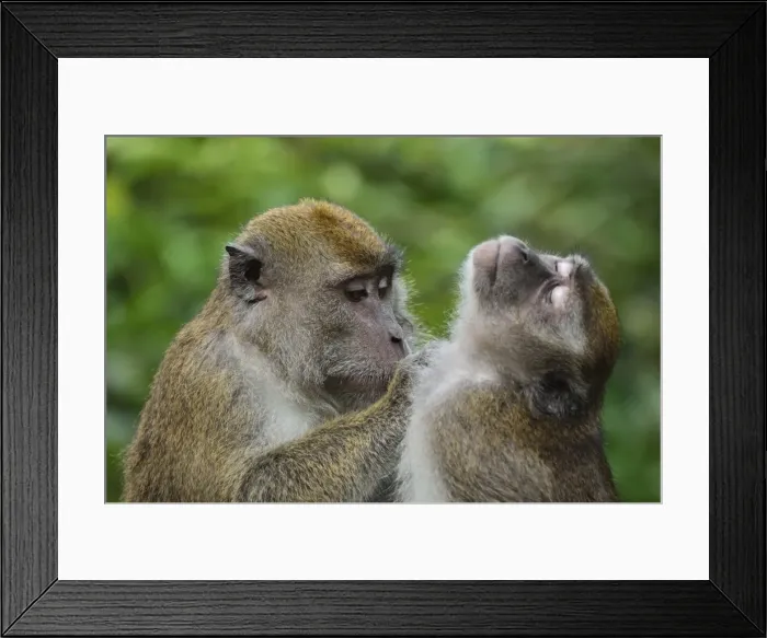 Framed Print : Macaques, Sabah, Borneo, Malaysia, Southeast Asia, Asia Framed Print : Macaques, Sabah, Borneo, Malaysia, Southeast Asia, Asia