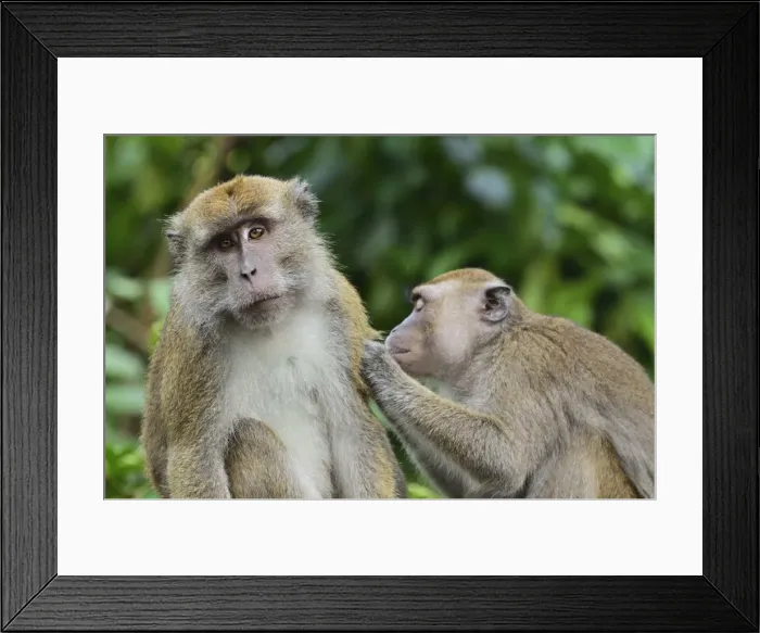 Framed Print : Macaques, Sabah, Borneo, Malaysia, Southeast Asia, Asia Framed Print : Macaques, Sabah, Borneo, Malaysia, Southeast Asia, Asia