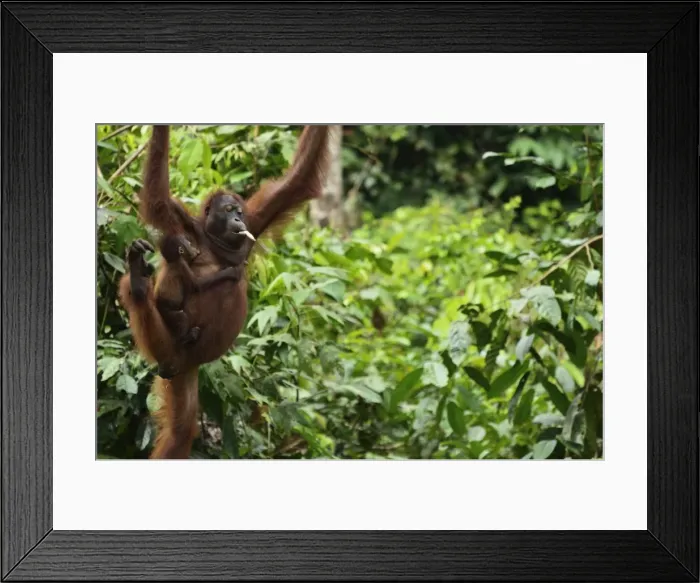Framed Print : Orangutan (Pongo borneo), Sabah, Borneo, Malaysia, Southeast Asia, Asia Framed Print : Orangutan (Pongo borneo), Sabah, Borneo, Malaysia, Southeast Asia, Asia
