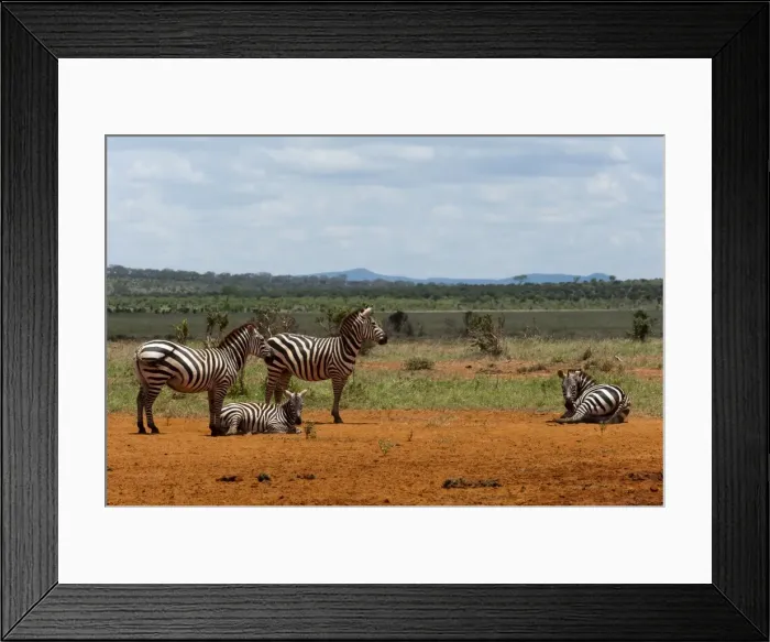 Framed Print : Grants zebra (Equus burchellii boehmi), Tsavo East National Park, Kenya Framed Print : Grants zebra (Equus burchellii boehmi), Tsavo East National Park, Kenya