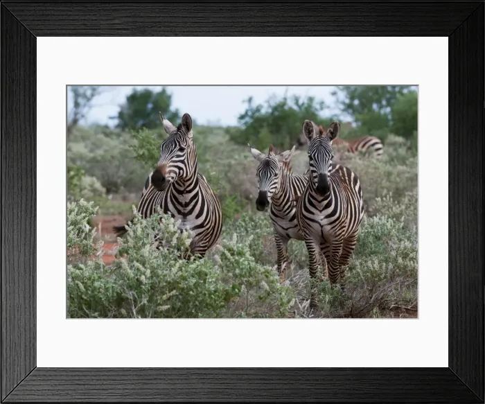 Framed Print : Grants zebra (Equus quagga boehmi), Lualenyi Game Reserve, Kenya, East Africa Framed Print : Grants zebra (Equus quagga boehmi), Lualenyi Game Reserve, Kenya, East Africa
