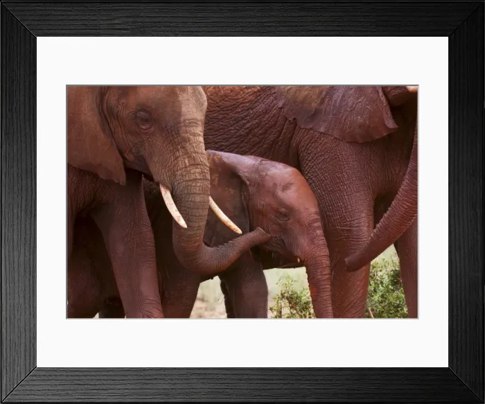 Framed Print : Elephant calf (Loxodonta africana), Tsavo East National Park, Kenya, East Africa, Africa Framed Print : Elephant calf (Loxodonta africana), Tsavo East National Park, Kenya, East Africa, Africa