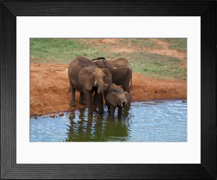 Framed Print : Elephants (Loxodonta africana) at water hole, Tsavo East National Park Framed Print : Elephants (Loxodonta africana) at water hole, Tsavo East National Park