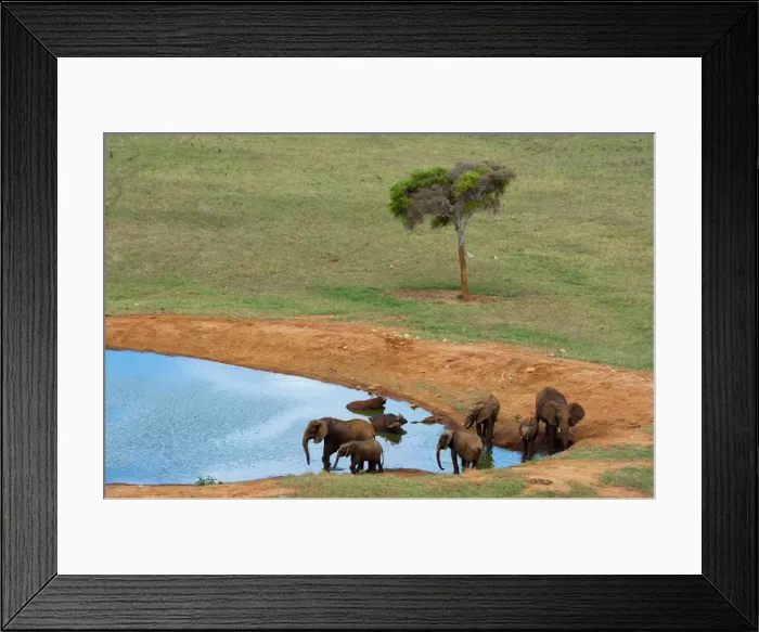 Framed Print : Elephants (Loxodonta africana) and Cape Buffalos (Syncerus caffer) at water hole Framed Print : Elephants (Loxodonta africana) and Cape Buffalos (Syncerus caffer) at water hole